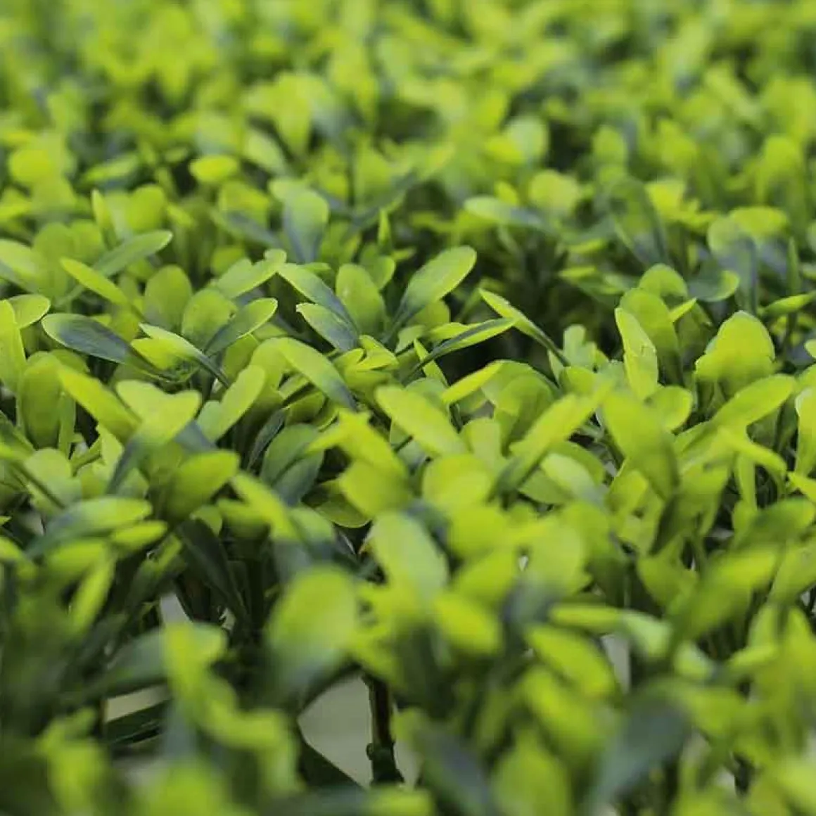 Jardín vertical artificial hoja redondeada verde 50x50 cm