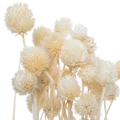 Ramo de flores secas Flor de Loto
