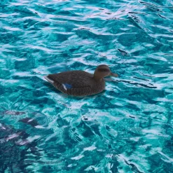 Señuelo Pato flotante 15x15x36 cm